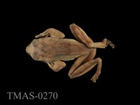 藏品(褐樹蛙)的圖片